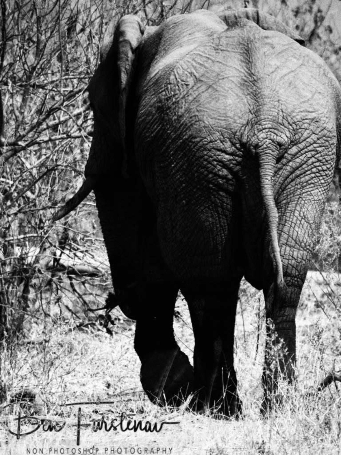 Moving back in to the jungle book, Moremi National Park, Botswana 