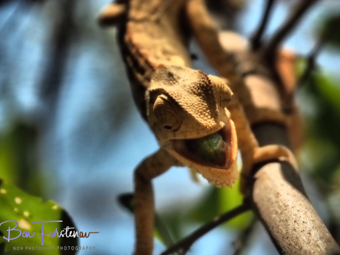 Coming towards me, Maun, Botswana