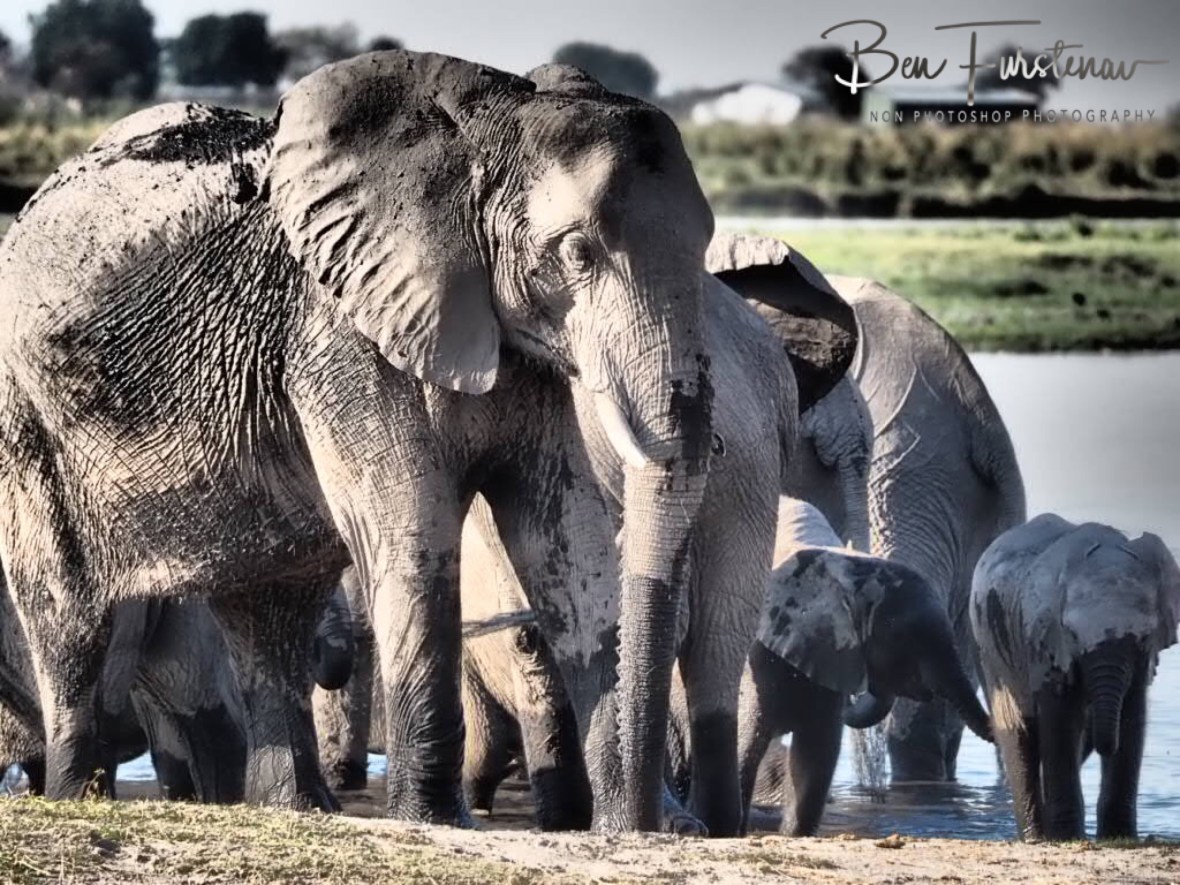 Worried mom, Chobe National Park, Botswana