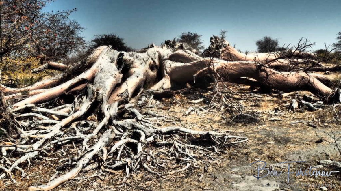 Sad sight to see, Makgadikgadi Salt Pans, Botswana 