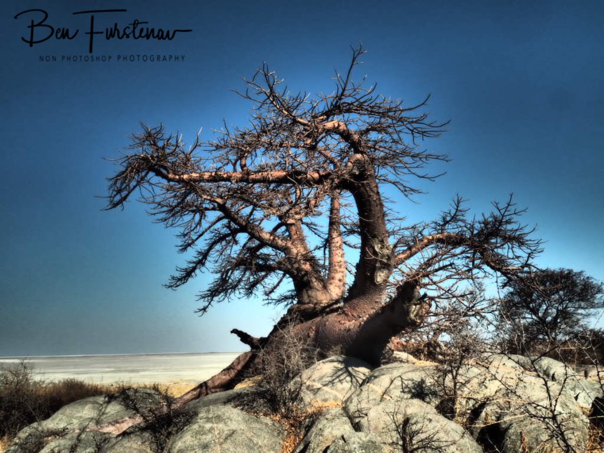 Whale with no tale?, Kubu Island, Makgadikgadi Salt Pans, Botswana 