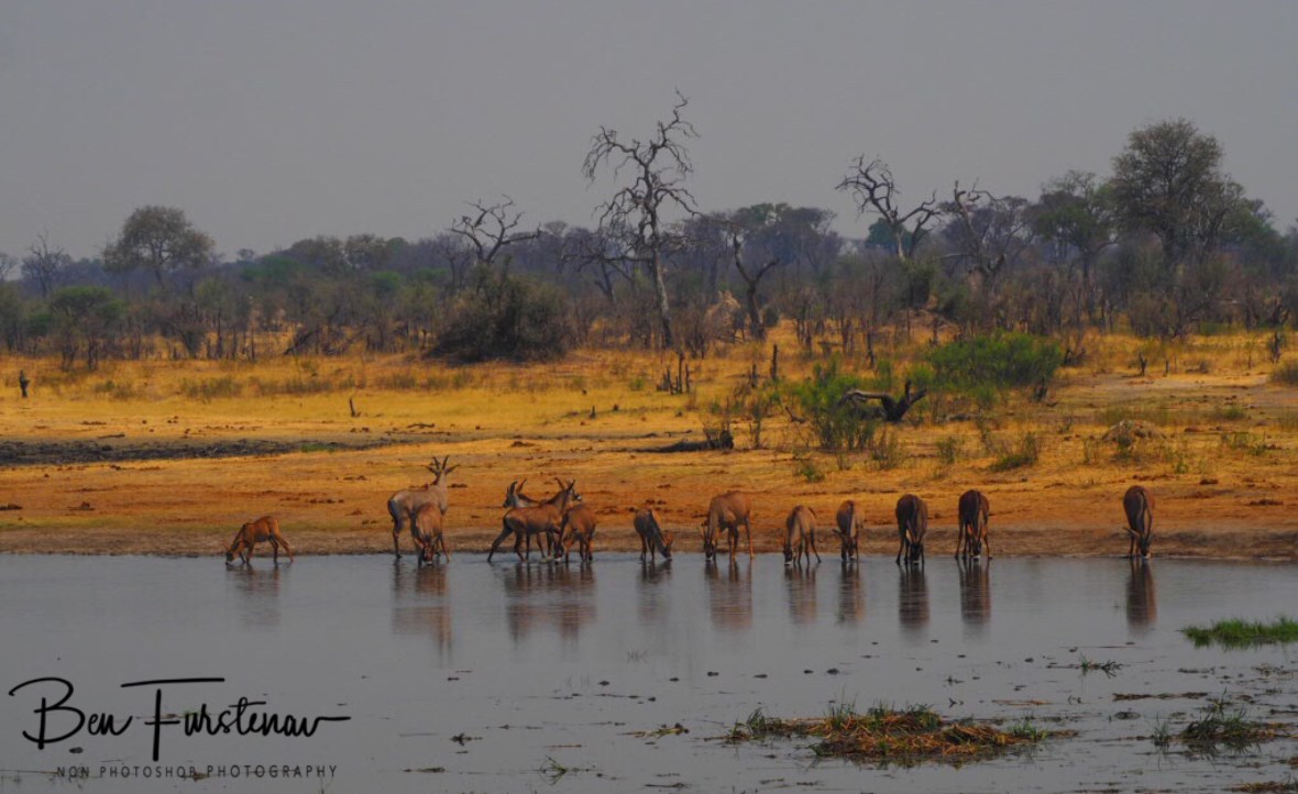 Roan carefully drinking at Tsau waterhole, Khaudum National Park, Namibia