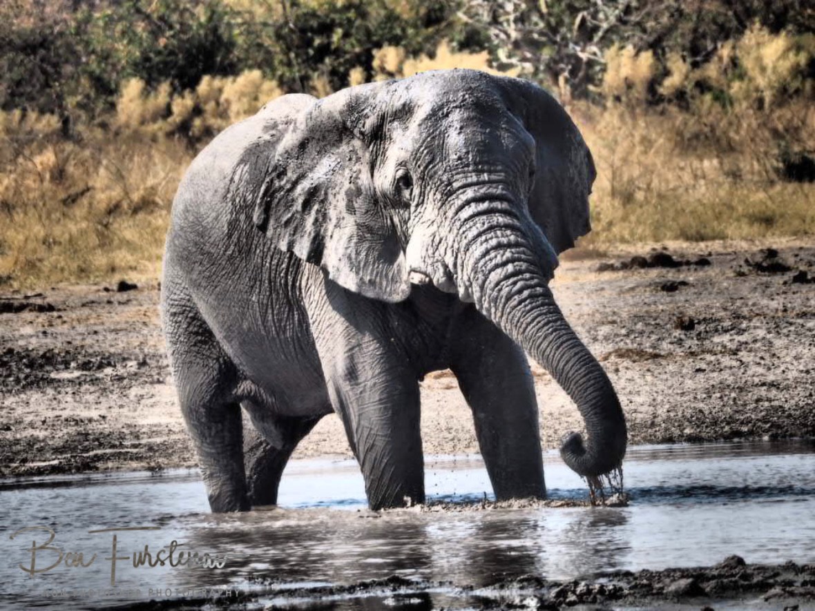 Dopy, Moremi National Park, Botswana 