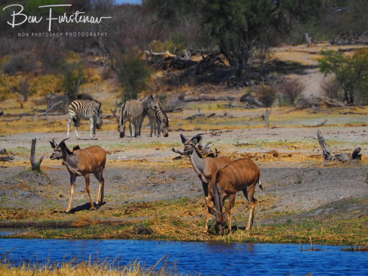 Kudus in the mix, Makgadikgadi National Park, Botswana