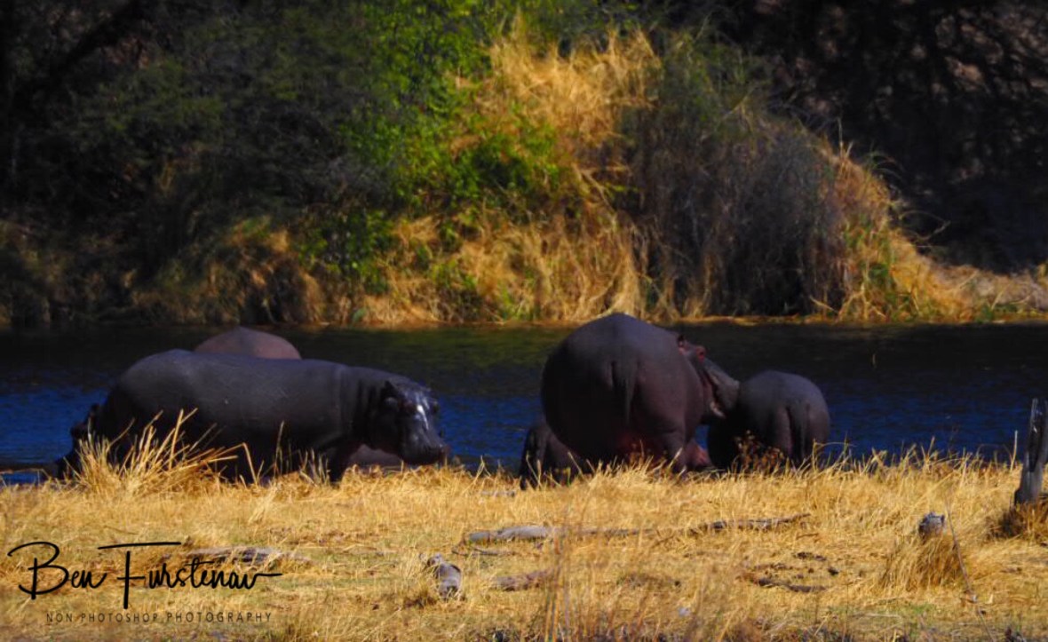 Keeping an eye out, Makgadikgadi National Park, Botswana 