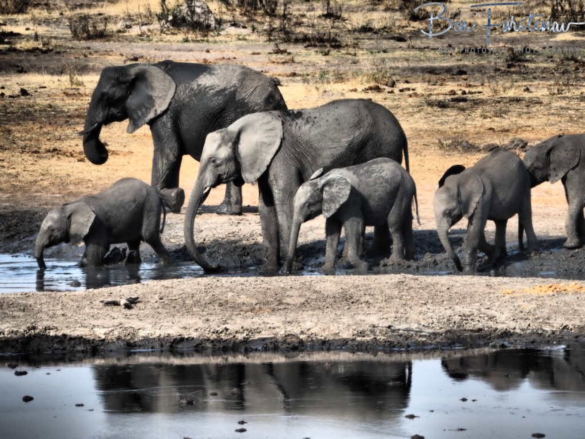 Mud shower school, Khaudum National Park, Namibia 