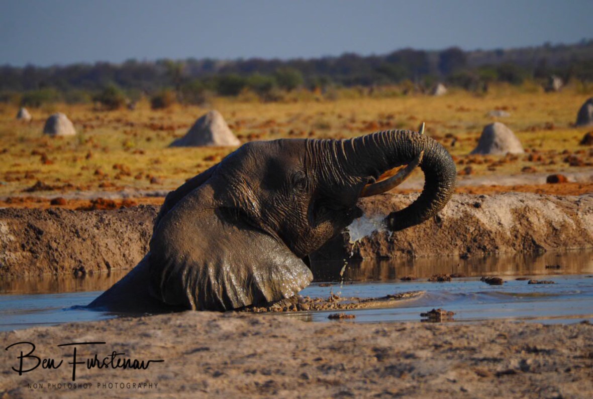 Shower or drink?, Nxai National Park, Botswana