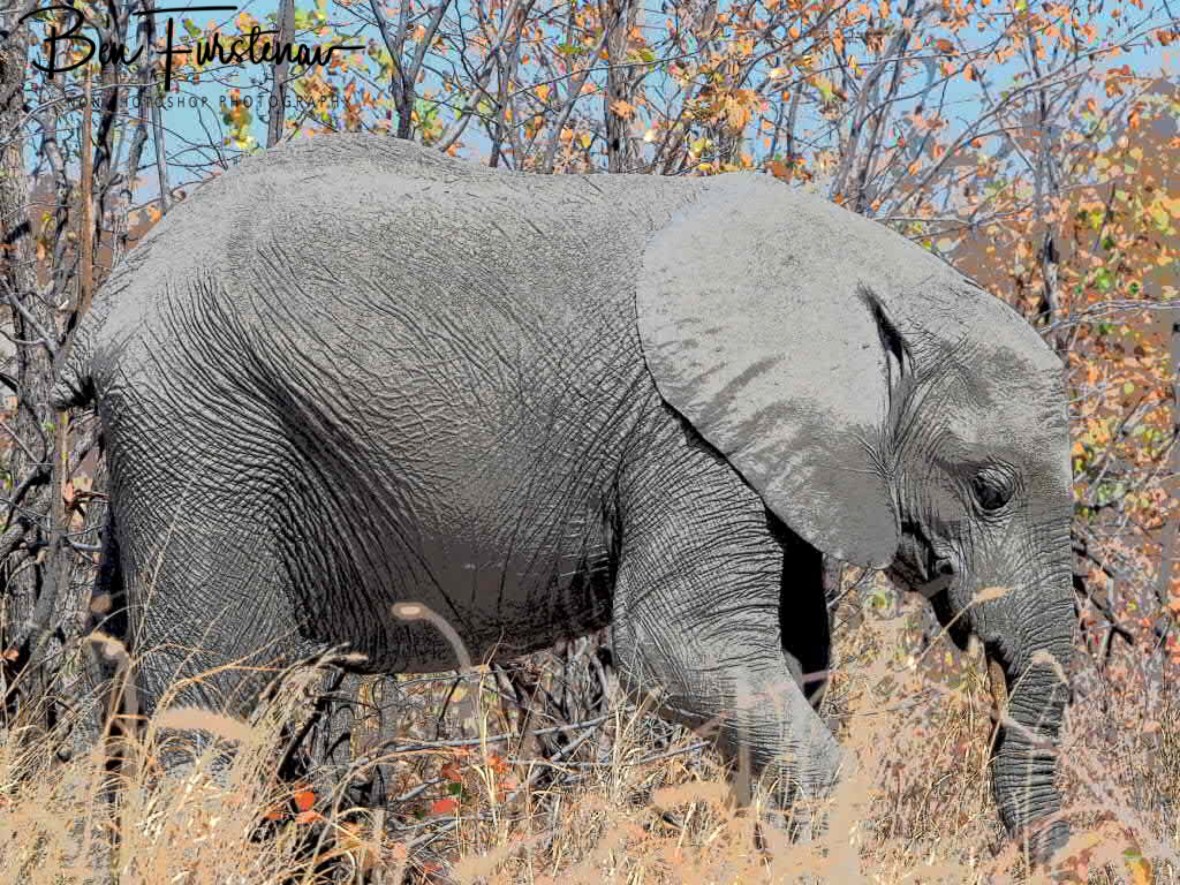 Happy feeding youngster, Savuti, Chobe National Park, Botswana