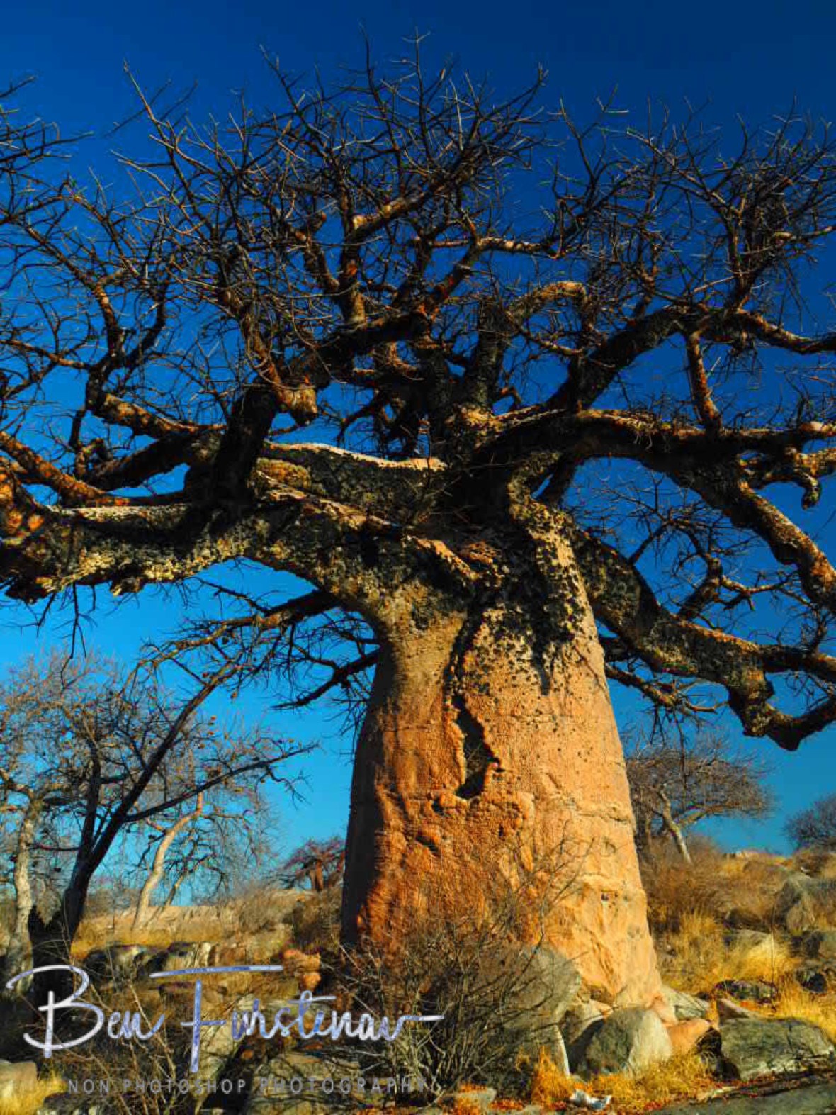 Baobab Chickenpox, Kubu Island, Makgadikgadi Salt Pans, Botswana 