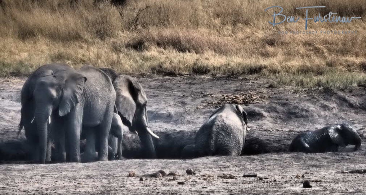 In the mud at long last, Khaudum National Park, Namibia