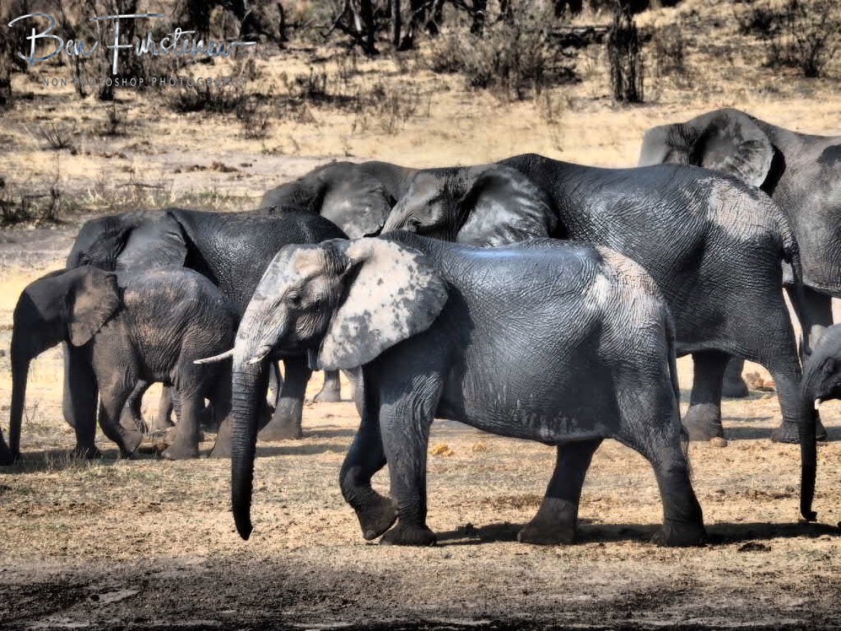 Next herd out, Khaudum National Park, Namibia