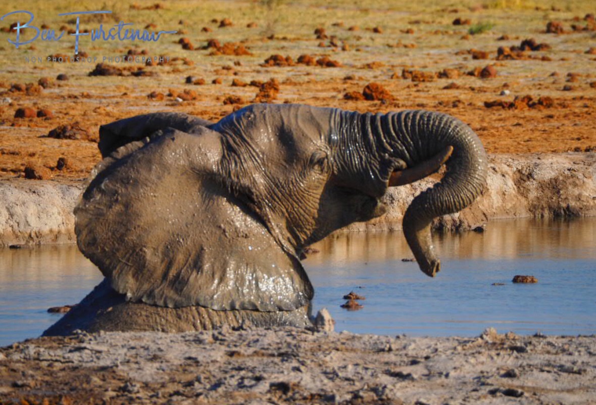 A breather, Nxai National Park, Botswana
