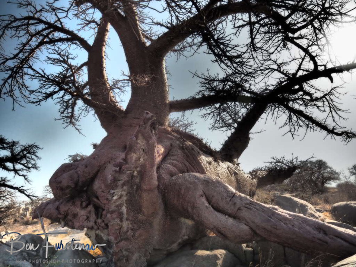 Just awkward, Kubu Island, Makgadikgadi Salt Pans, Botswana 