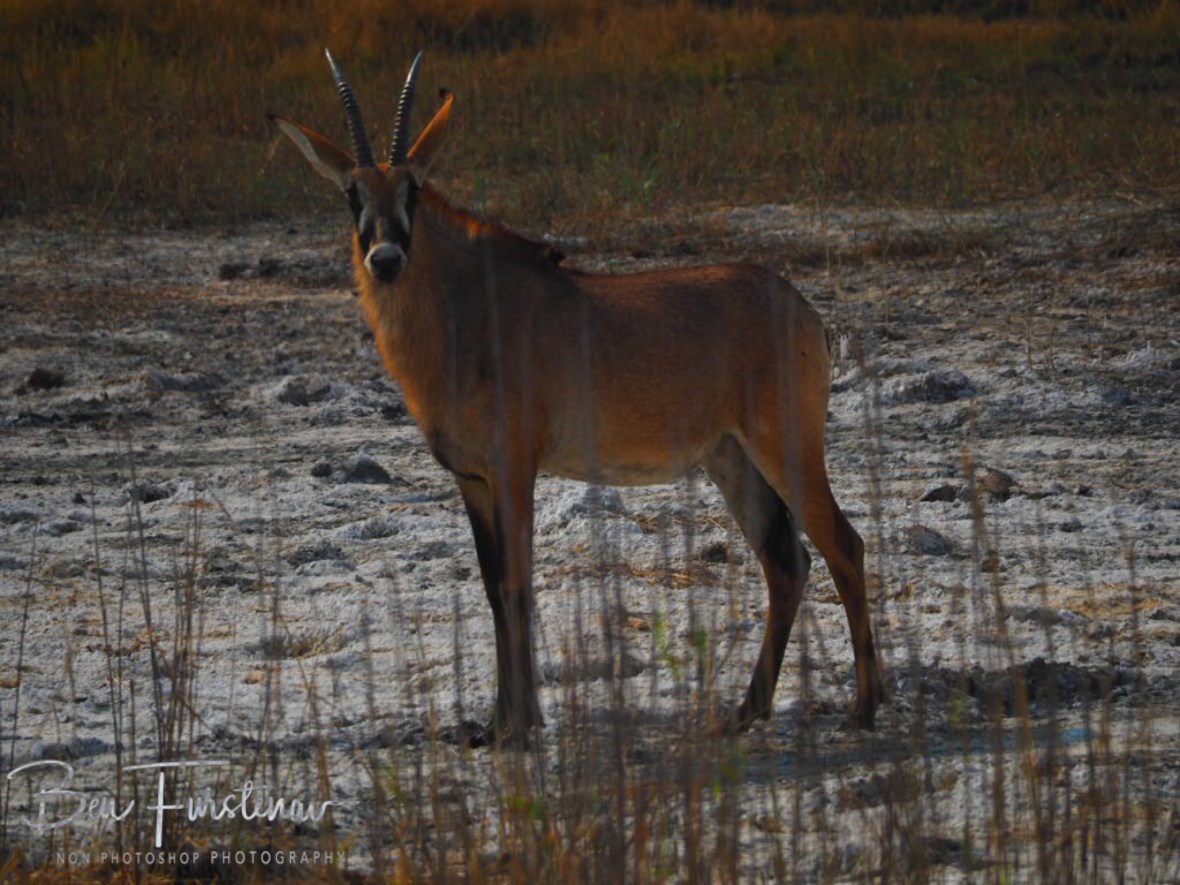 Roan Antilope at dry Khaudum Riverbed, Khaudum National Park, Namibia