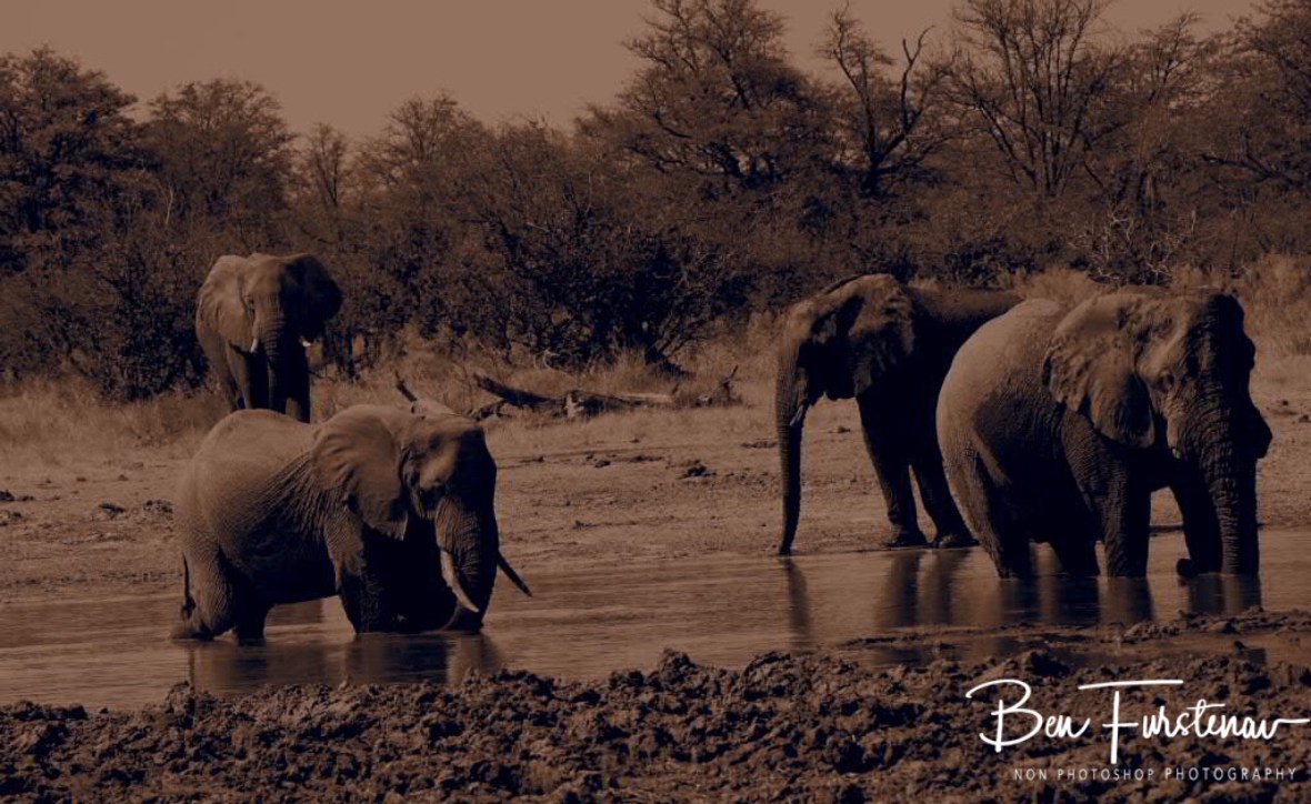 Elephants from the Junglebook, Moremi National Park, Botswana 