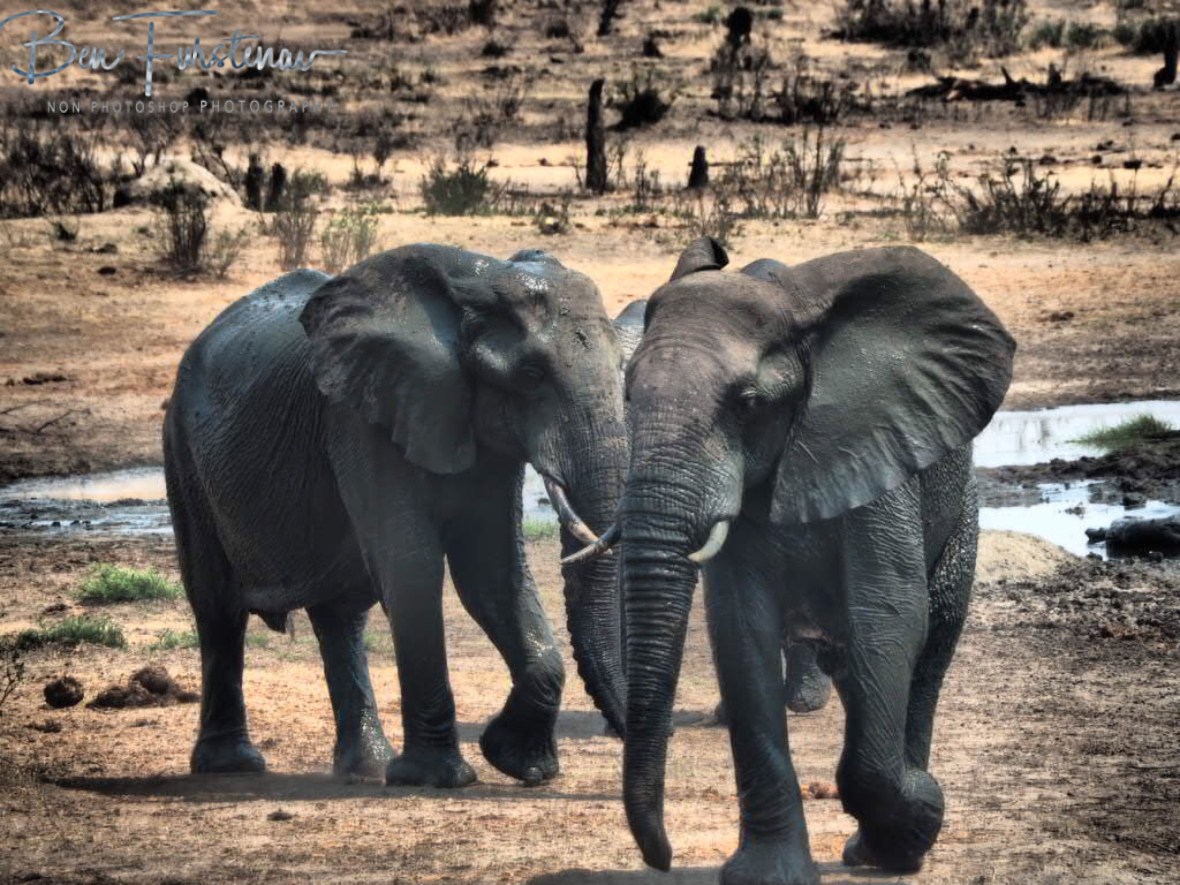 Checking the area, Khaudum National Park, Namibia