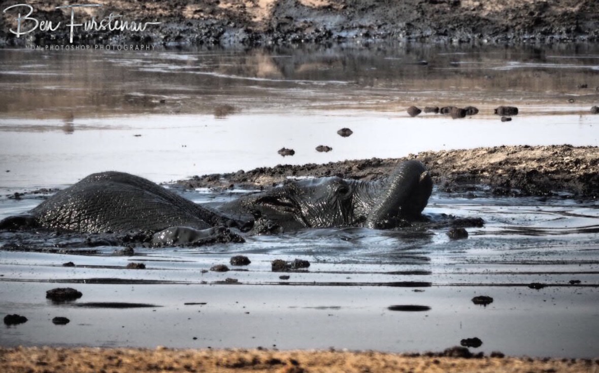 Elephant submarine, Khaudum National Park, Namibia