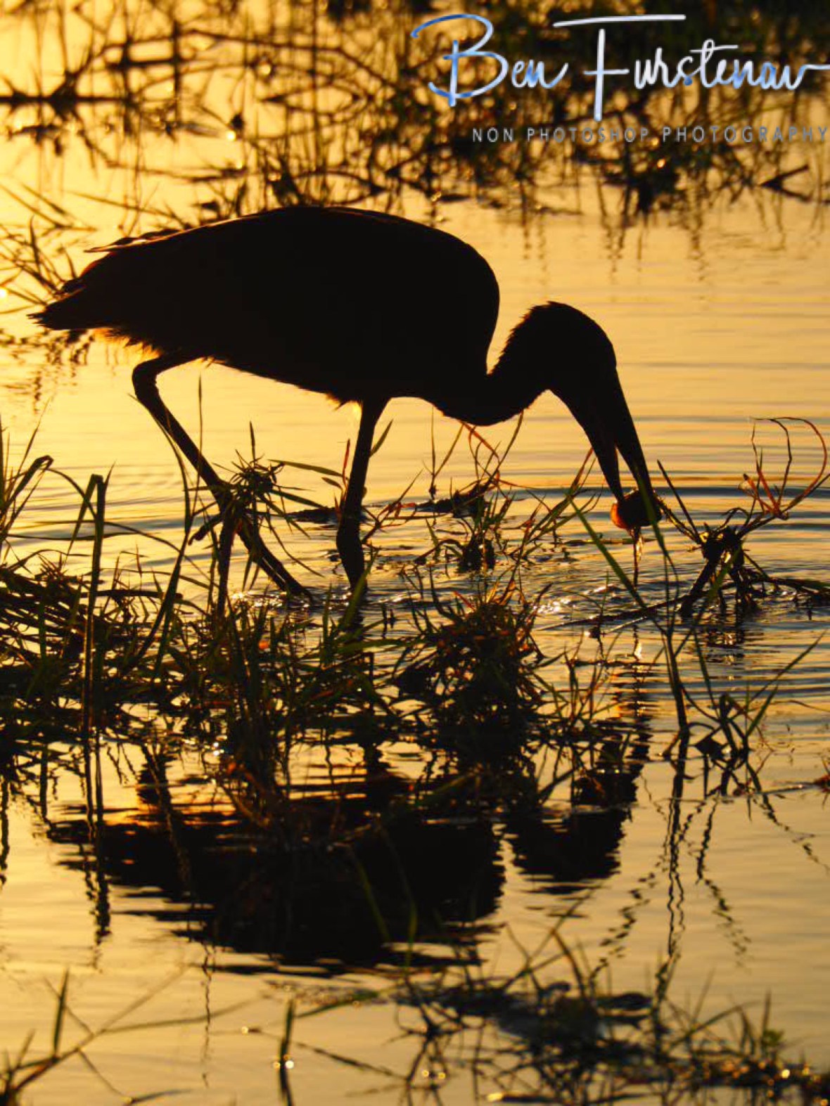 Glowing reflections, Chobe National Park, Botswana