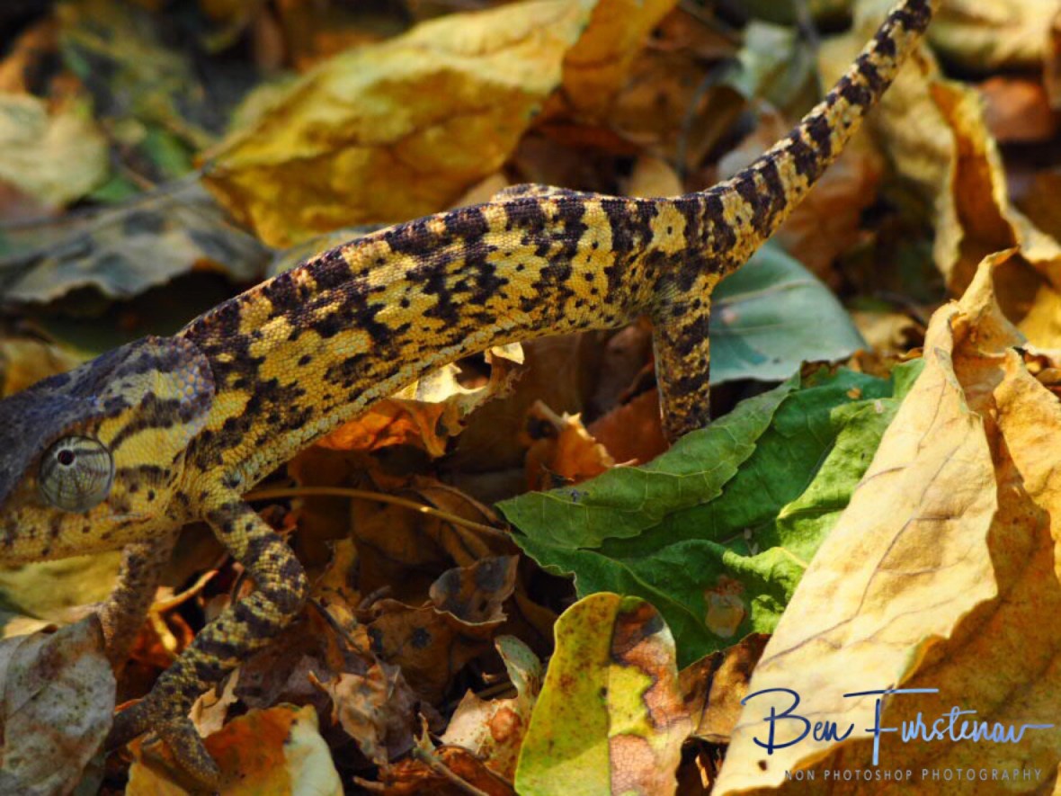 Chameleon crossing, Maun, Botswana 