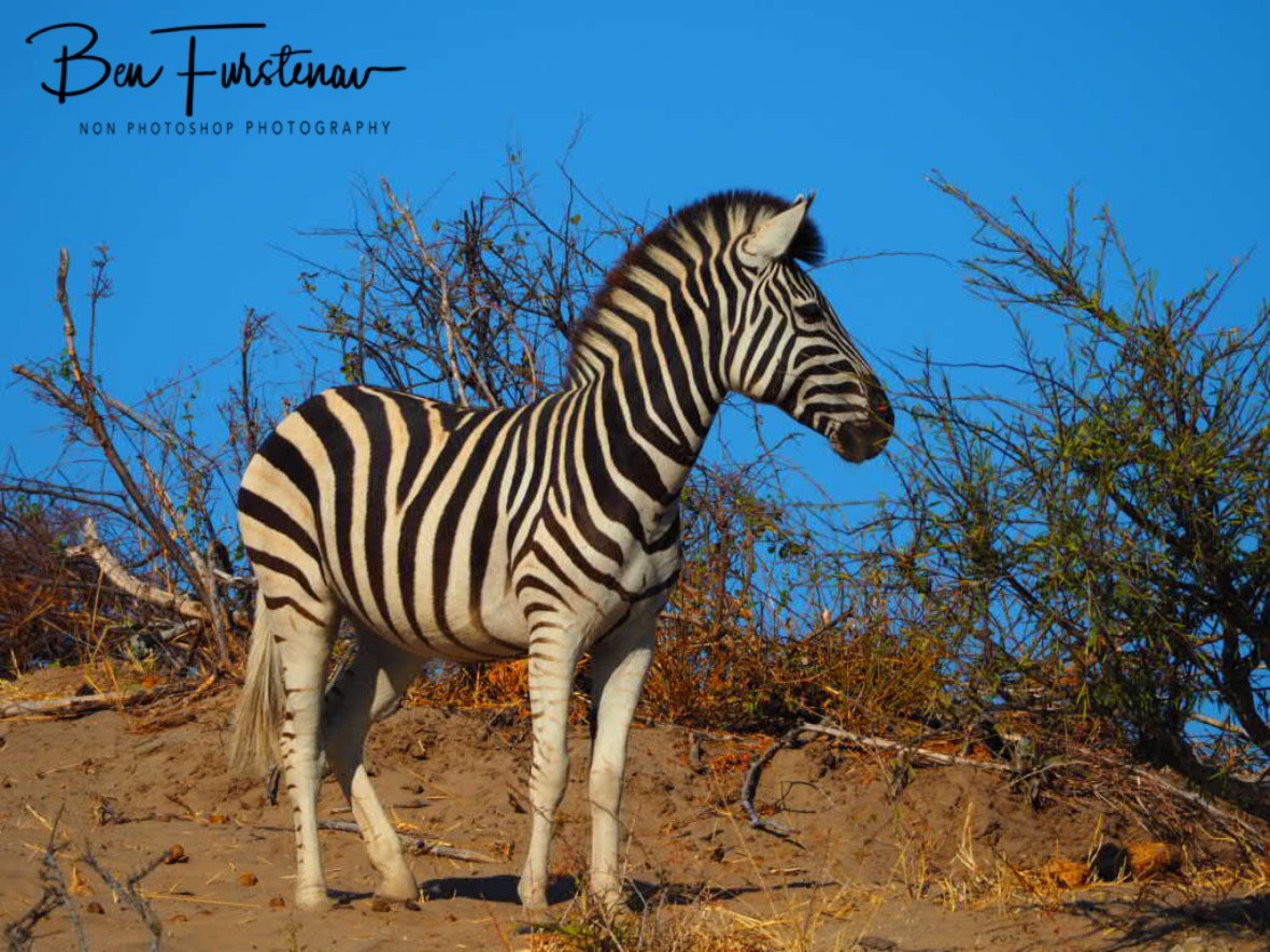 All colours combined, Makgadikgadi National Park, Botswana