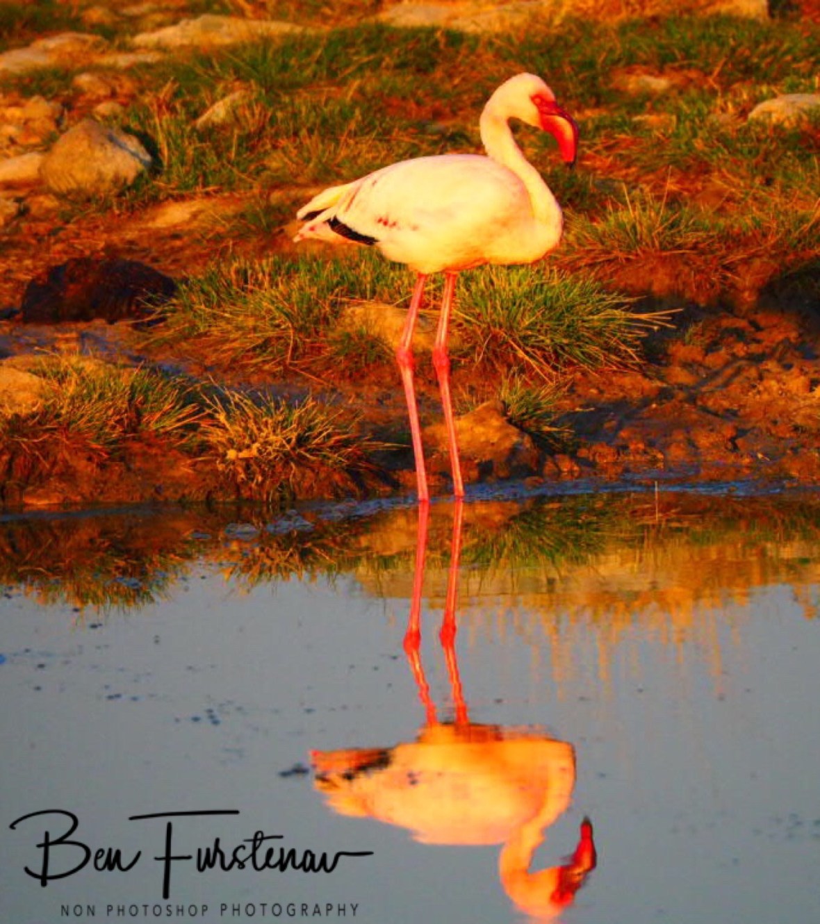 Farewell flamingo, Makgadikgadi Salt Pans, Botswana 