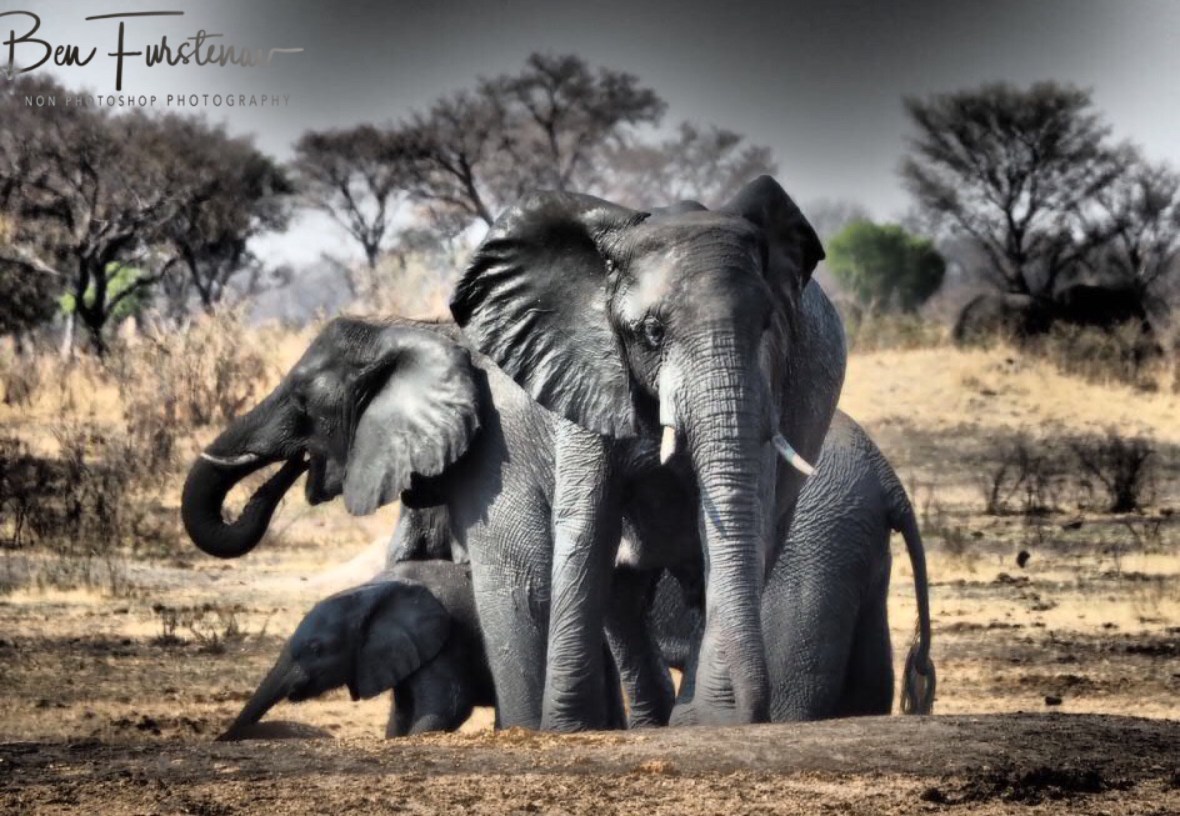 Next herd on the well, Khaudum National Park, Namibia 