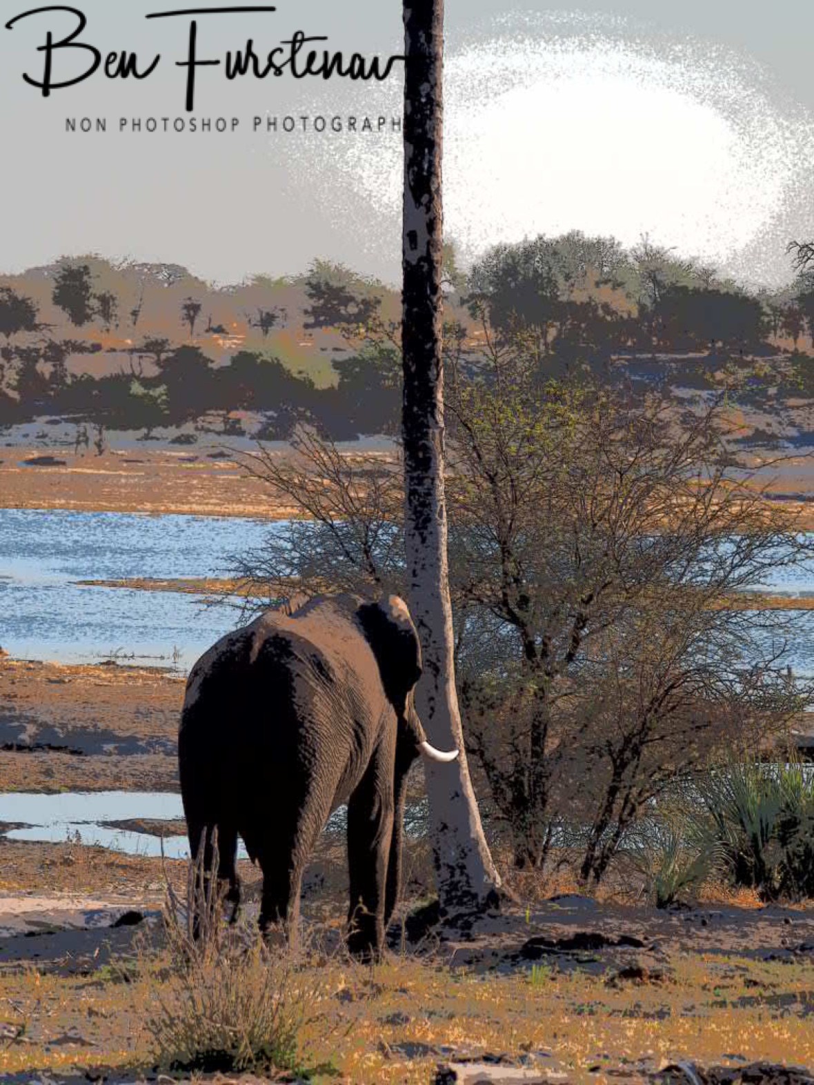 Palm tree shaking elephant, Makgadikgadi National Park, Botswana