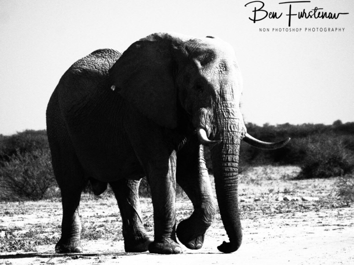 Huge bull with large ivory, Nxai National Park, Botswana