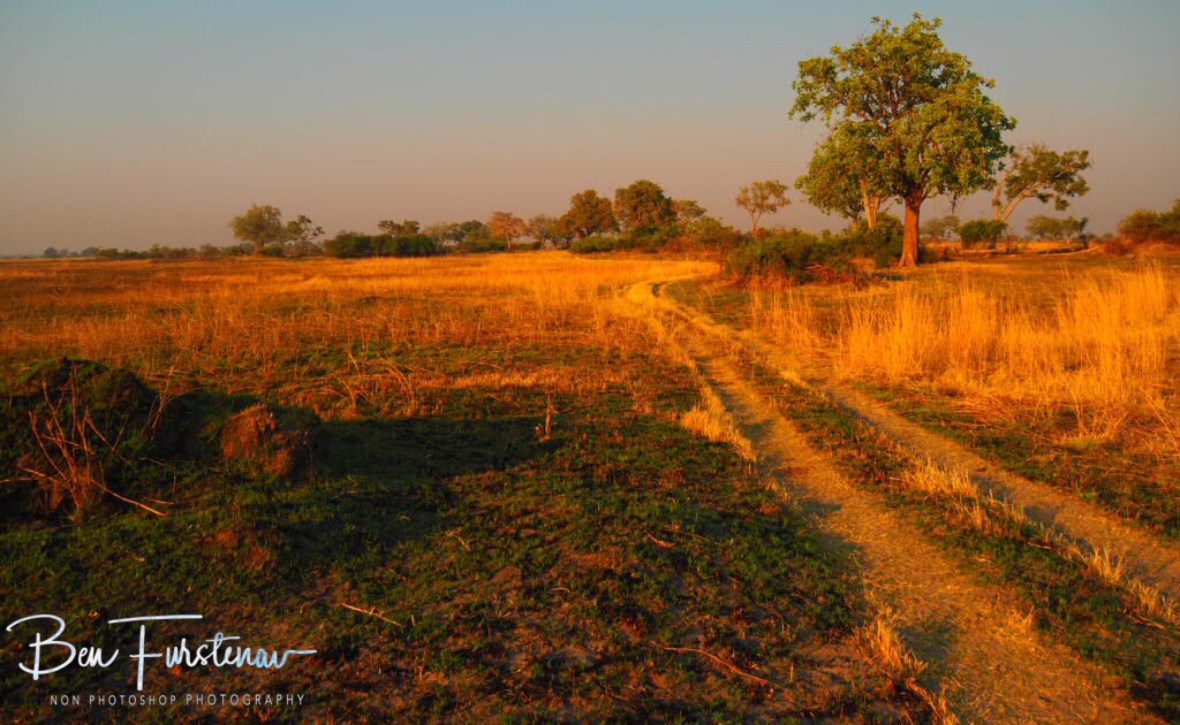 Perfect wildlife settings, Nkasa National Park, Namibia