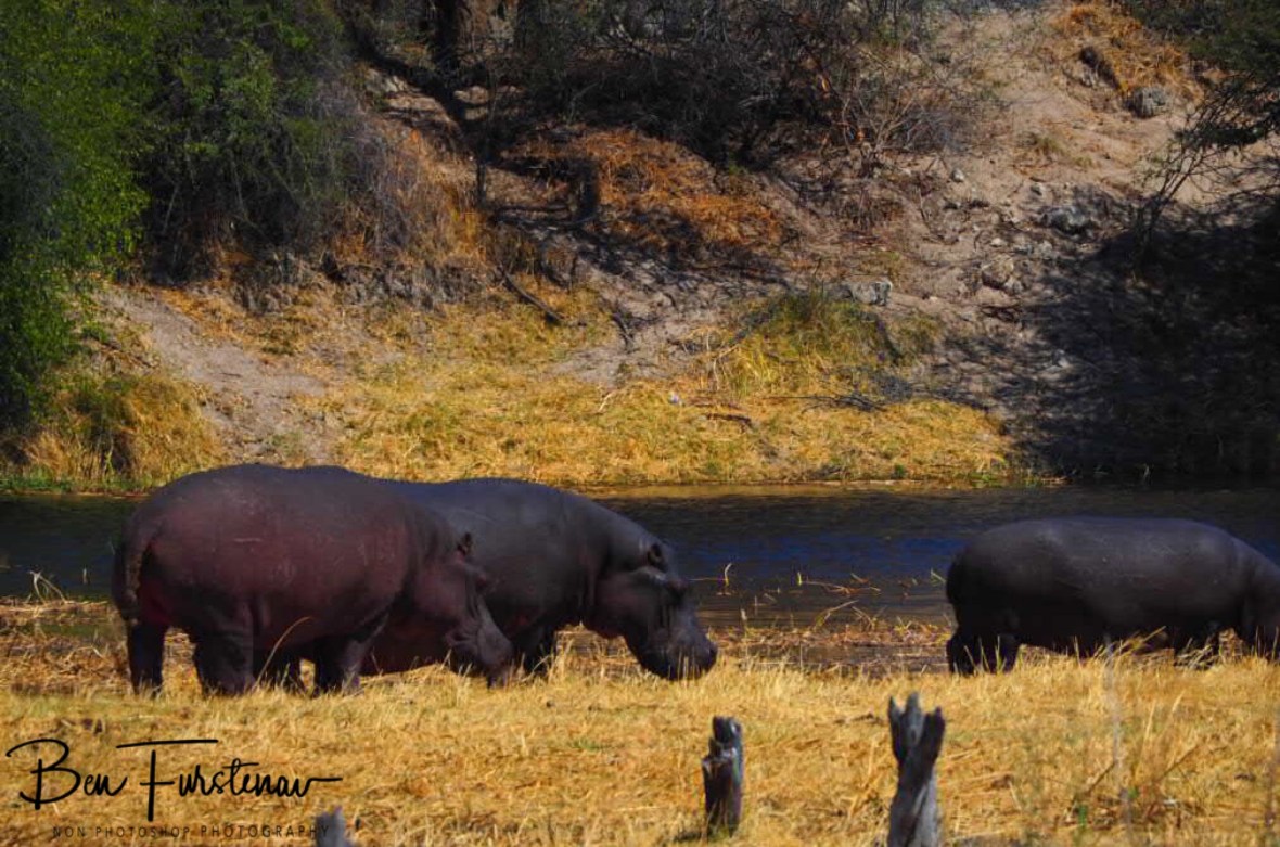 Hippos roaming the Bodeti River in Makgadikgadi National Park, Botswana