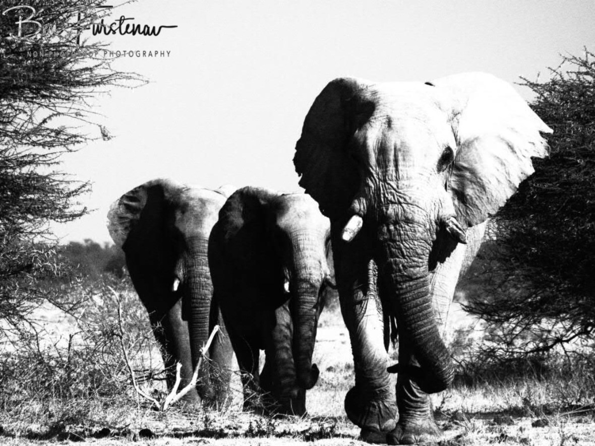 Bush parade, Nxai National Park, Botswana