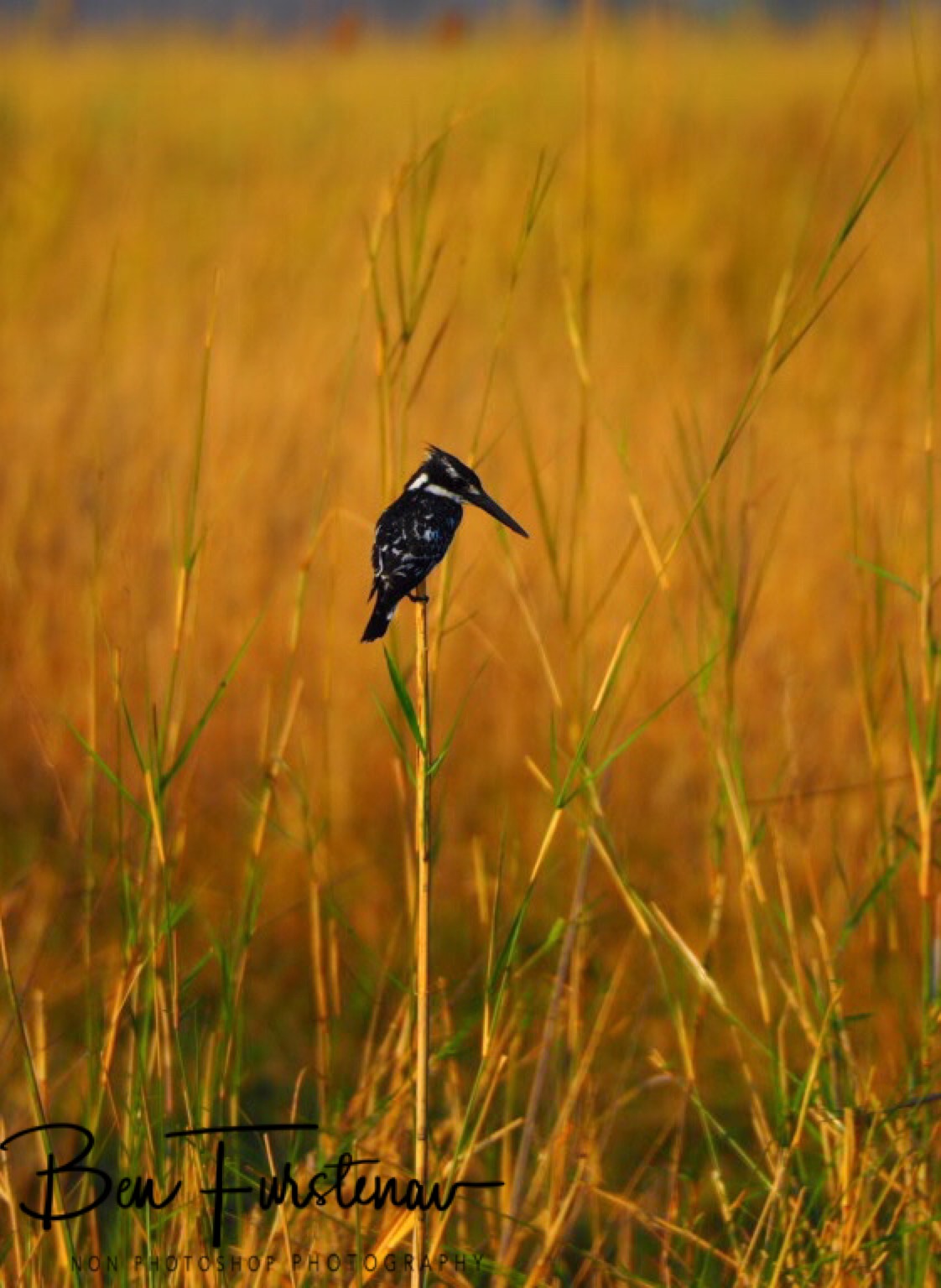 He was sitting there for a while, Nkasa National Park, Namibia
