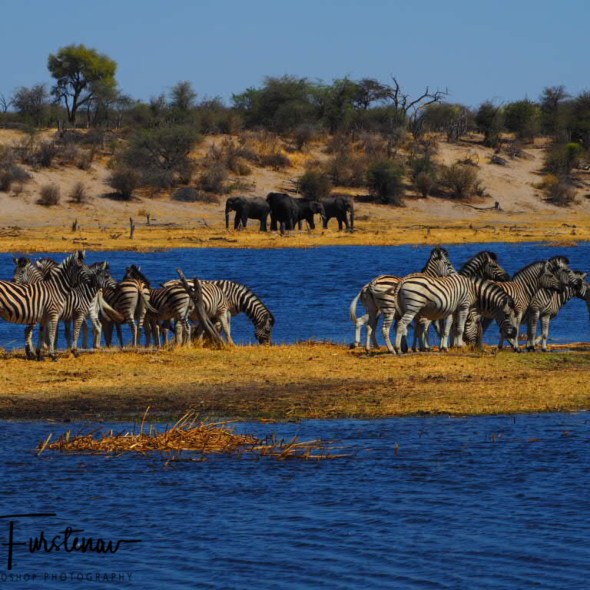 Zebra island, elephant shores, Makgadikgadi National Park, Botswana