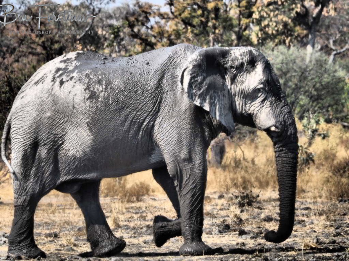 One last view, Moremi National Park, Botswana 