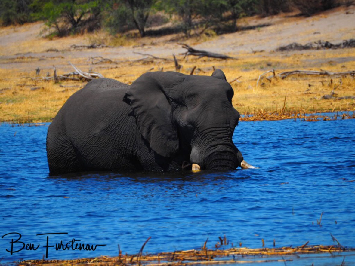 Lone elephant bull enjoying deep blue waters in Makgadikgadi National Park, Botswana