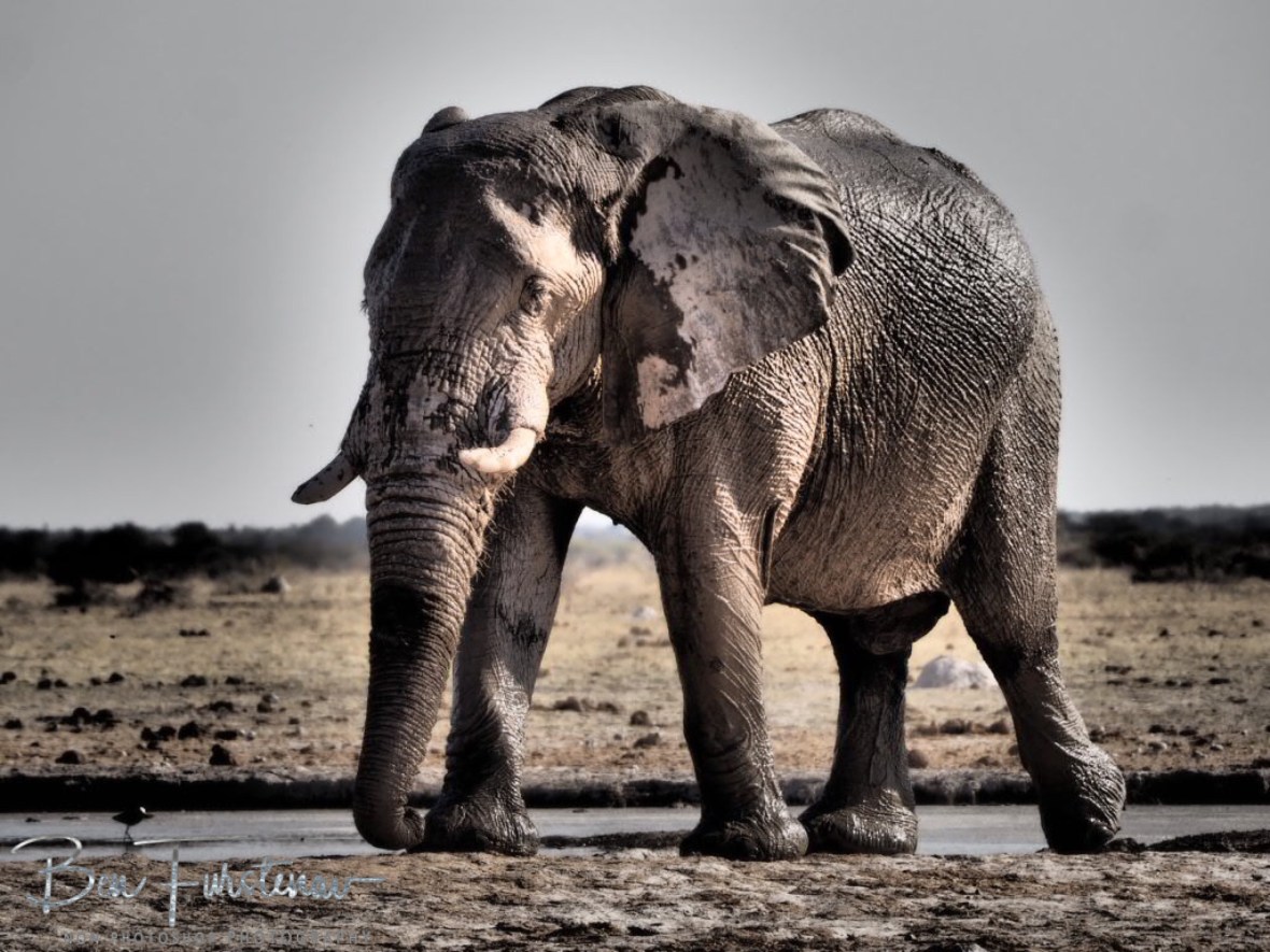 Coming closer without aggressive behaviour, Nxai National Park, Botswana