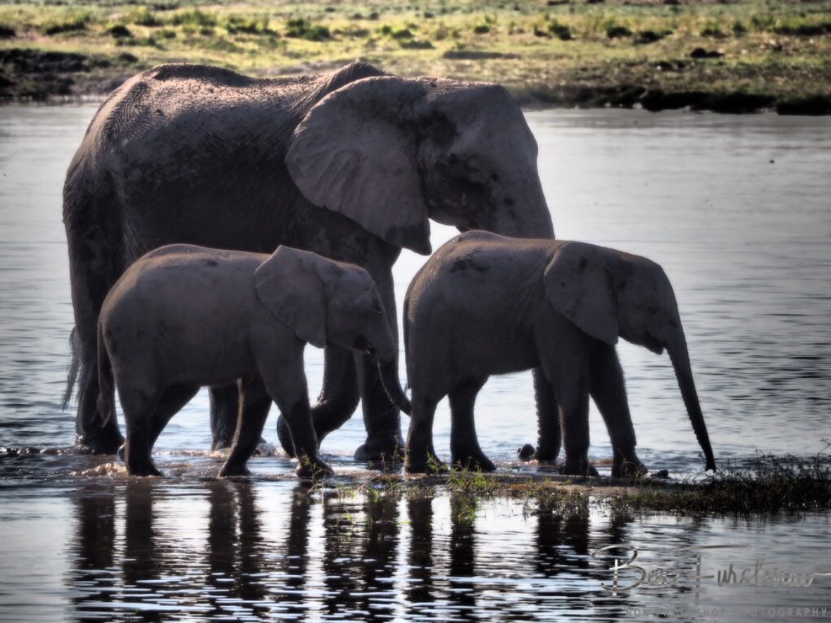 Two youngsters with mom, Chobe National Park, Botswana