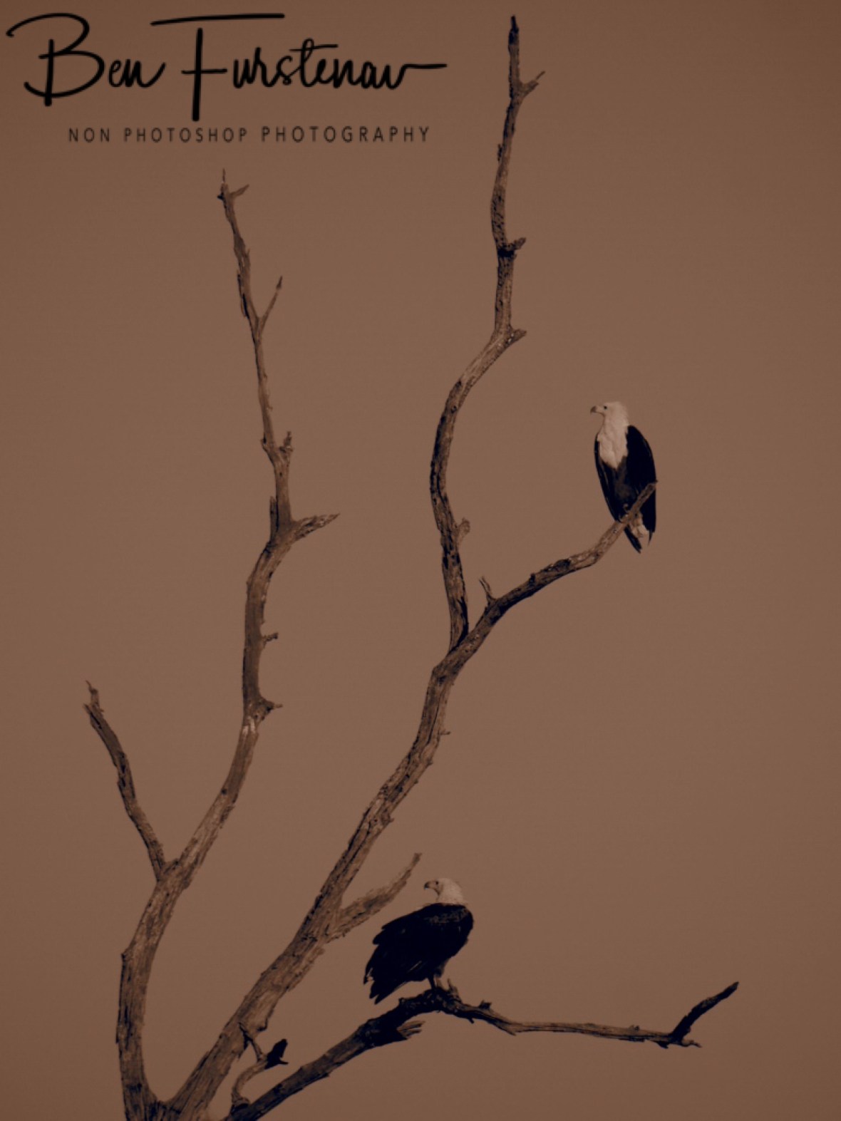 Eagles in sepia, Chobe National Park, Botswana 