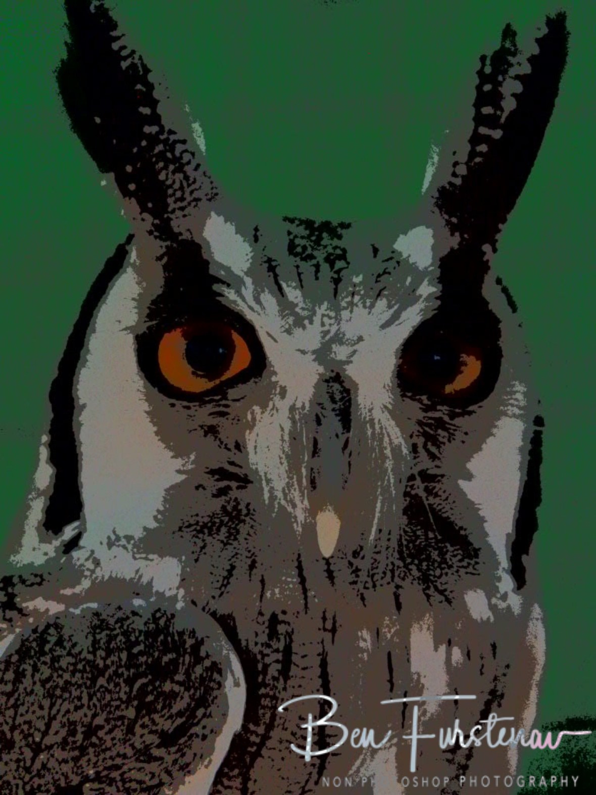 Owl closeup, CARACAL Wildlife centre, Kasane, Botswana