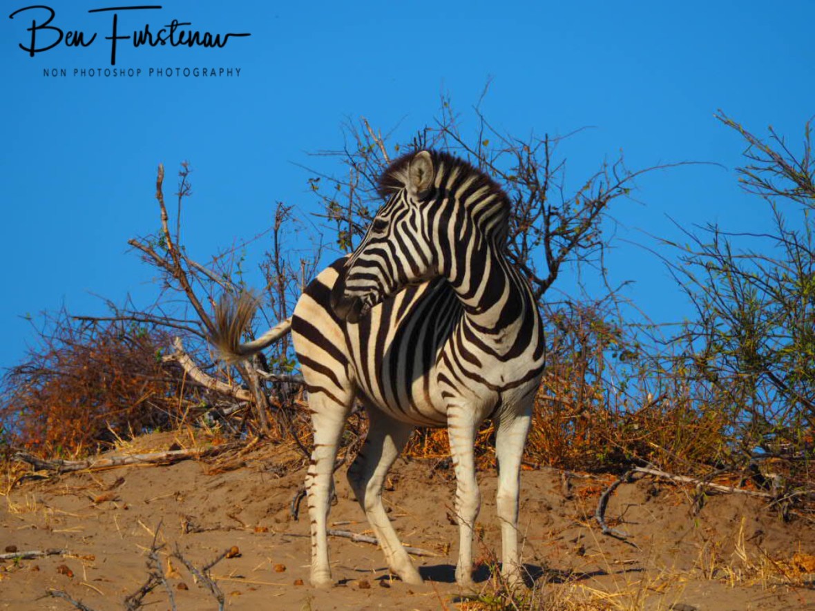 King of the hill, Makgadikgadi National Park, Botswana