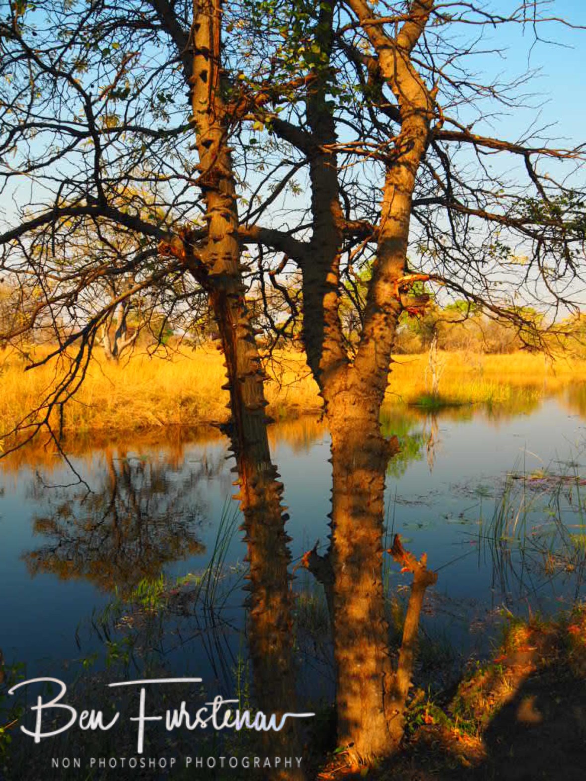 Many trees have their own defence system st Nkasa National Park, Namibia