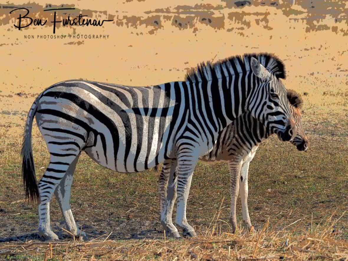 Protective motherhood, Makgadikgadi National Park, Botswana