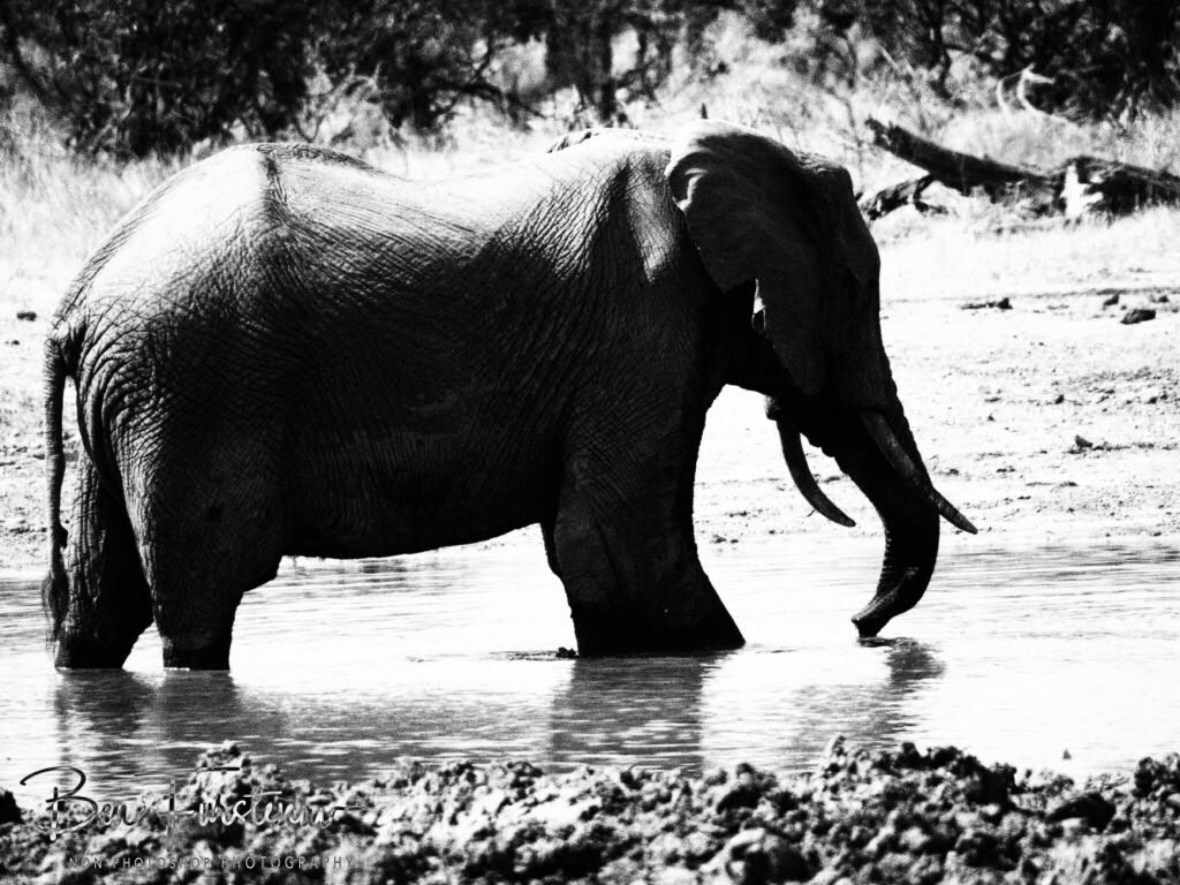 Captain, Moremi National Park, Botswana 