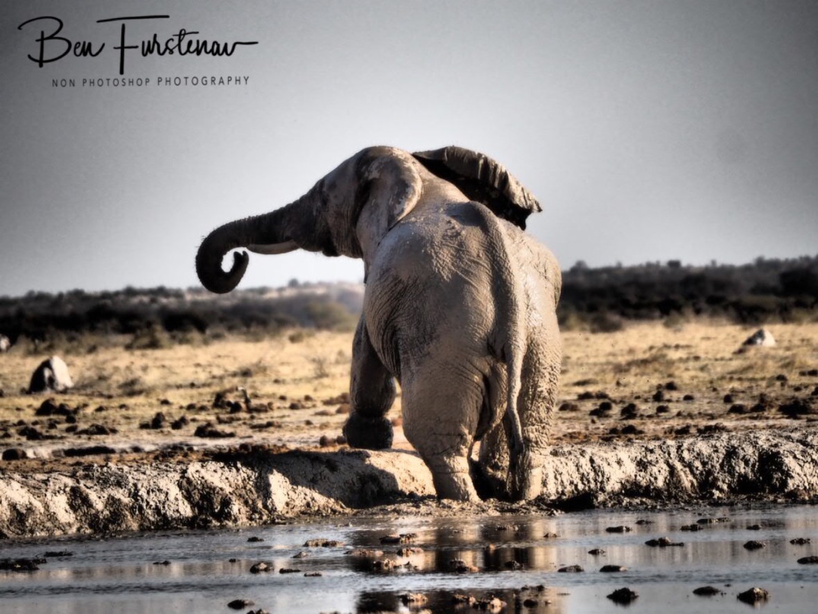 Unwanted departure, Nxai National Park, Botswana