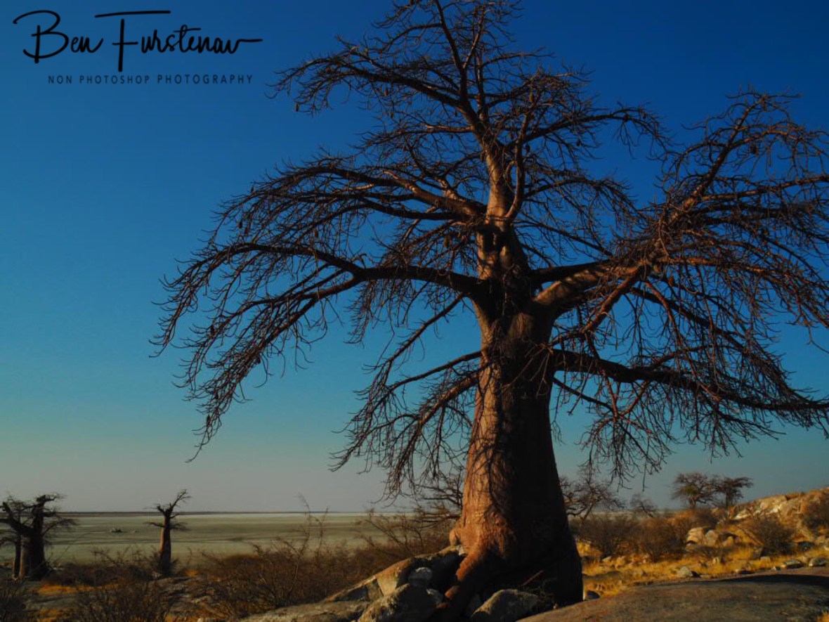 Baobabs in Blue skies, Kubu Island, Makgadikgadi Salt Pans, Botswana 