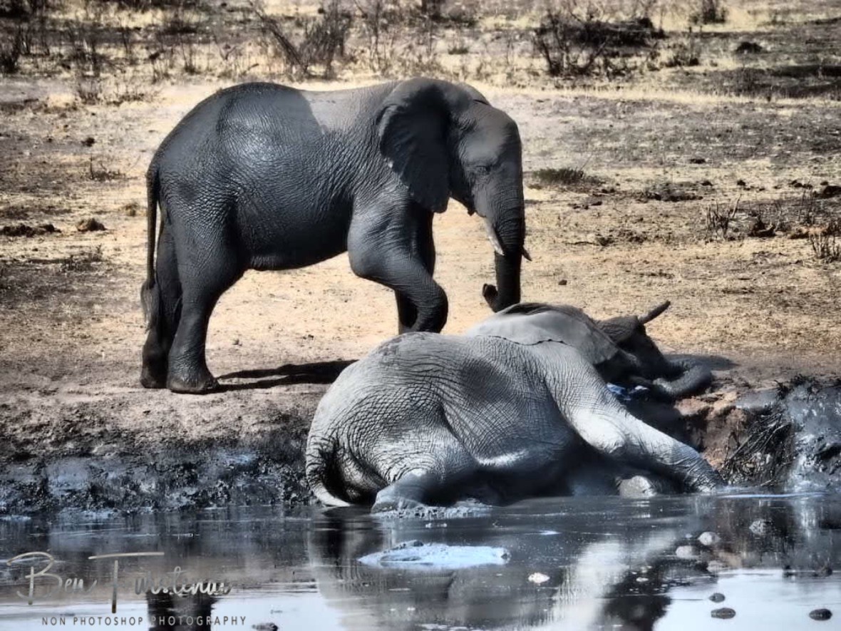 Are you ok?, Khaudum National Park, Namibia
