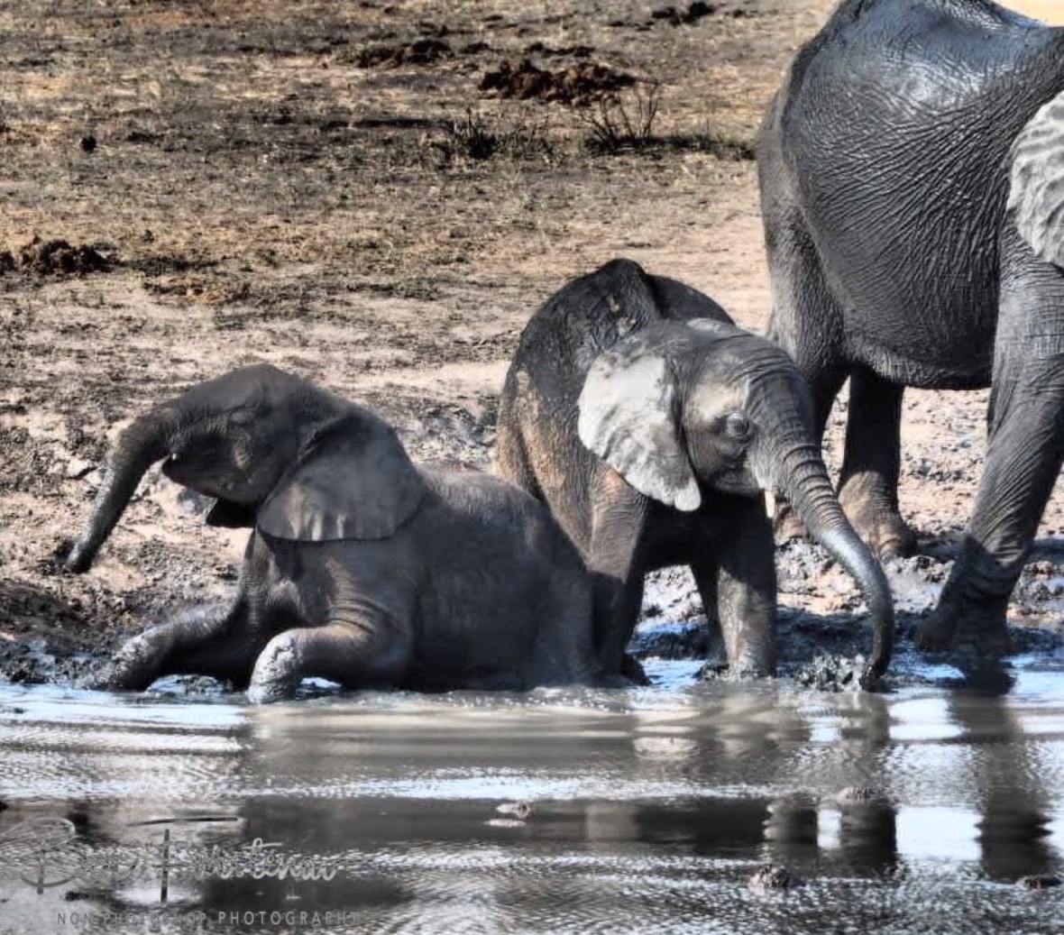 Youngsters enjoy the mud immensely, Khaudum National Park, Namibia