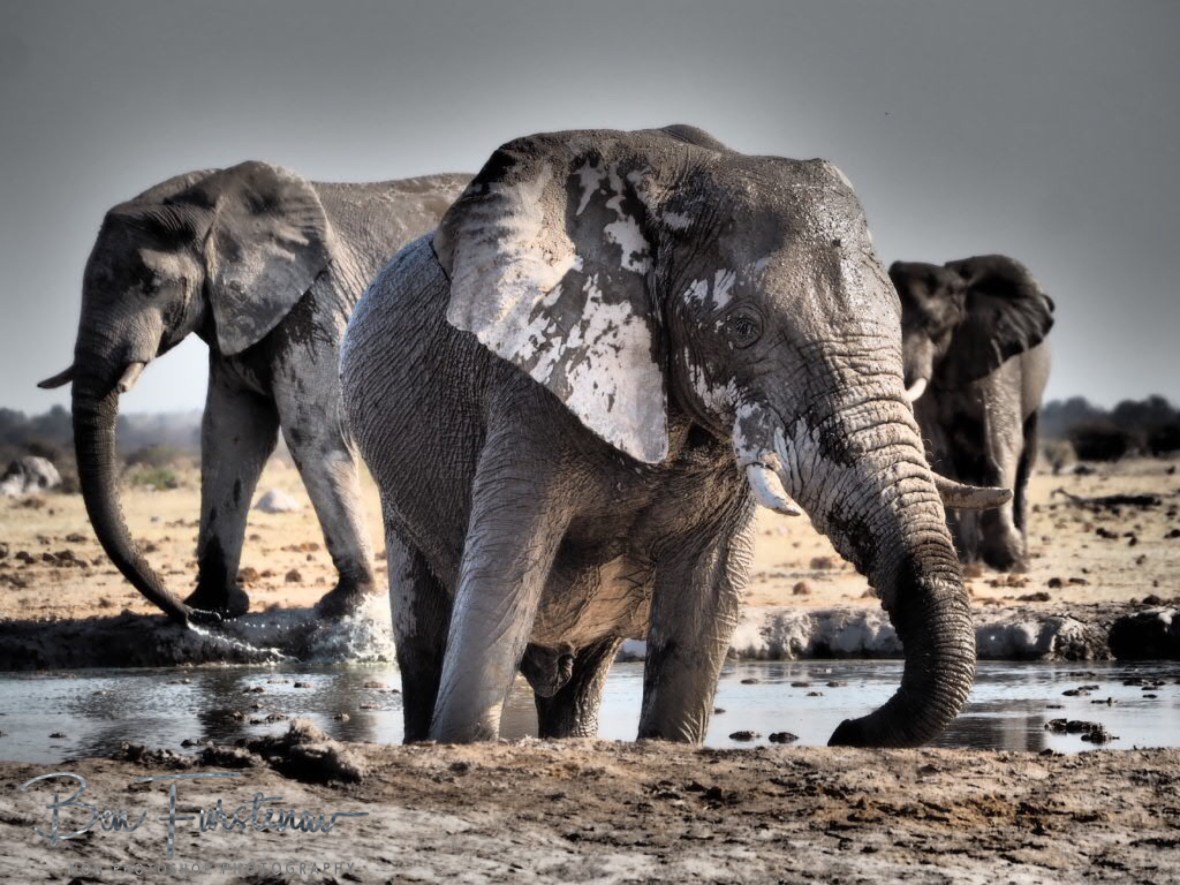 Tiny busy waterhole, Nxai National Park, Botswana