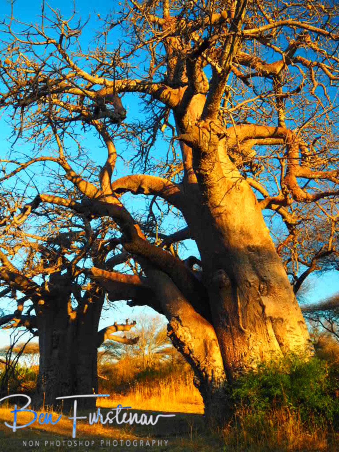 Baobab country, Chobe National Park, Botswana