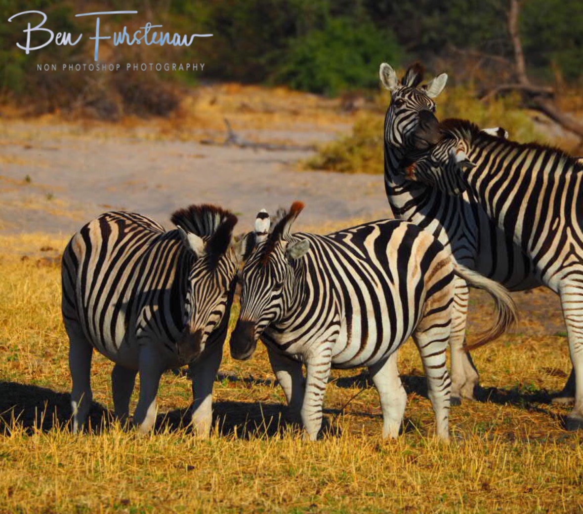 Friendly tussle, Makgadikgadi National Park, Botswana